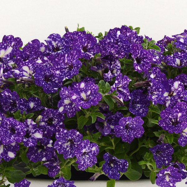 Night Sky Others Petunias