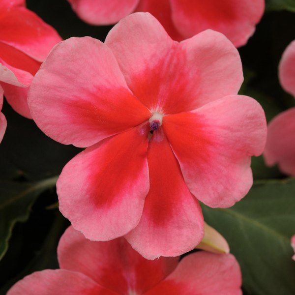 Pink Shades Patchwork Impatiens