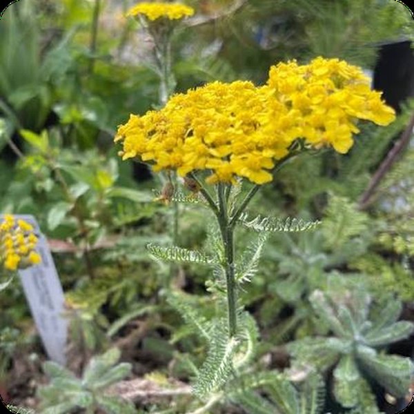 Golden Fleece Achillea