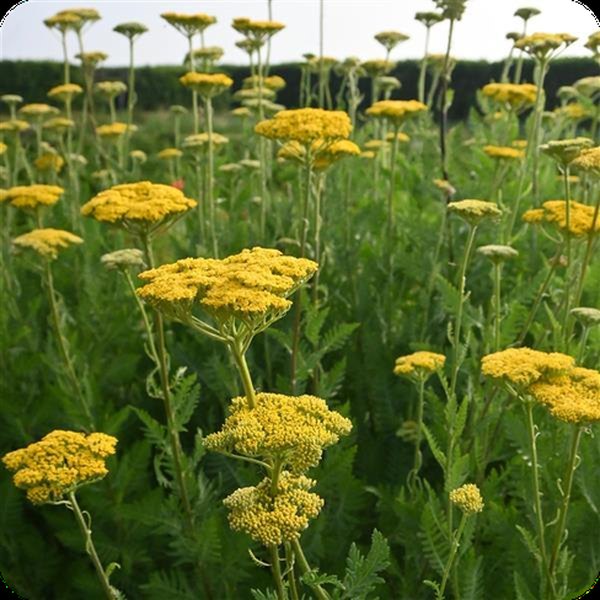 Parker's Gold Achillea