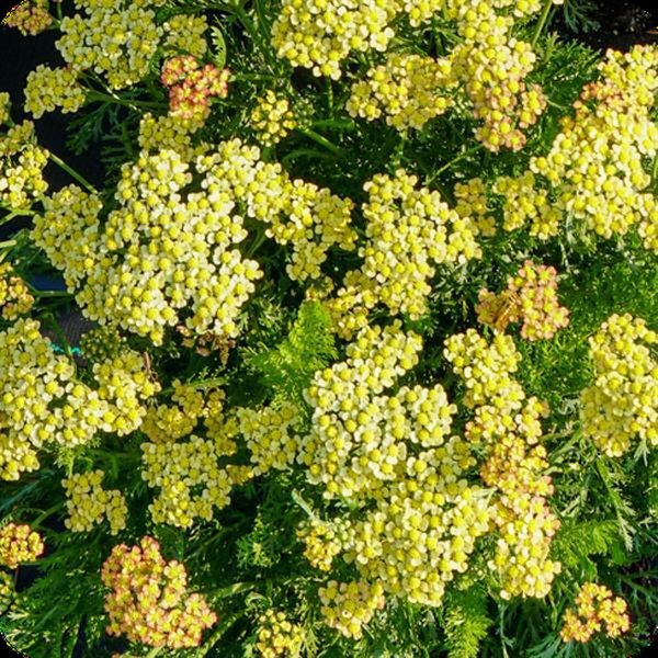 Yellow Milly Rock Achillea