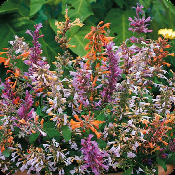 Agastache: Arizona and Summerlong