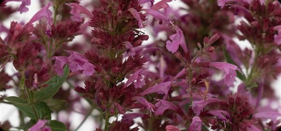Agastache: Arizona and Summerlong