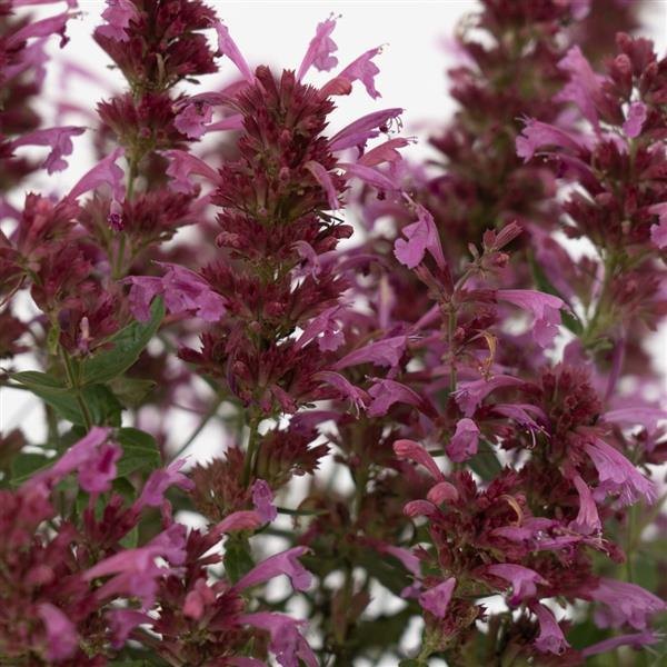 Magenta Summerlong Agastache