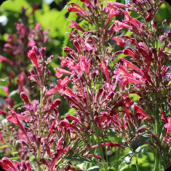 Raspberry Daiquiri Agastache