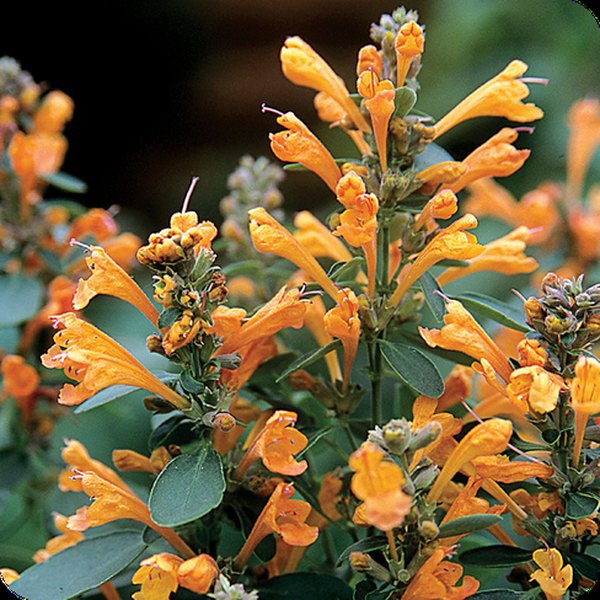 Sandstone Arizona Agastache