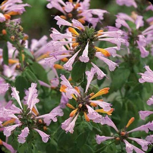 Sunset Arizona Agastache