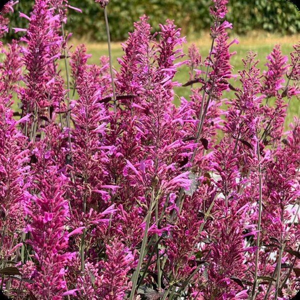 Zuni Agastache