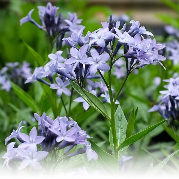 Amsonia and Aquilegia