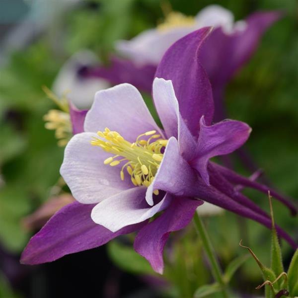 Purple White Earlybird Aquilegia