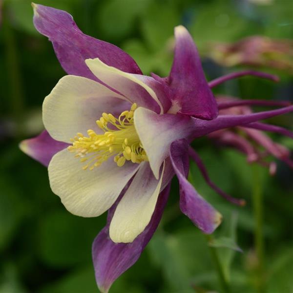 Purple Yellow Earlybird Aquilegia
