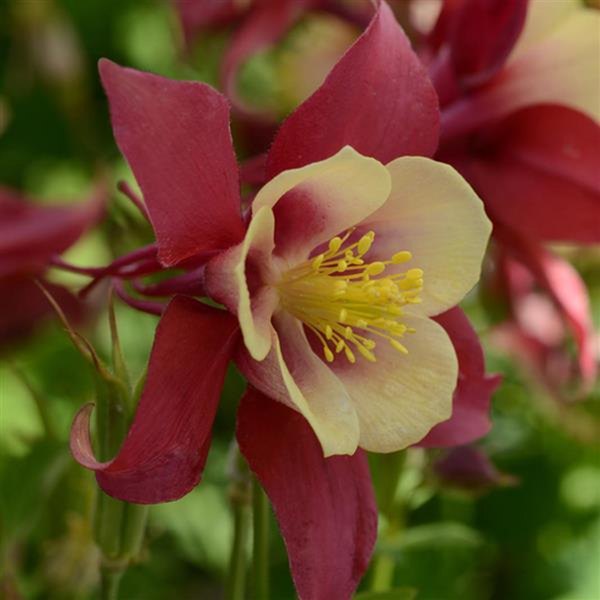 Red Yellow Earlybird Aquilegia