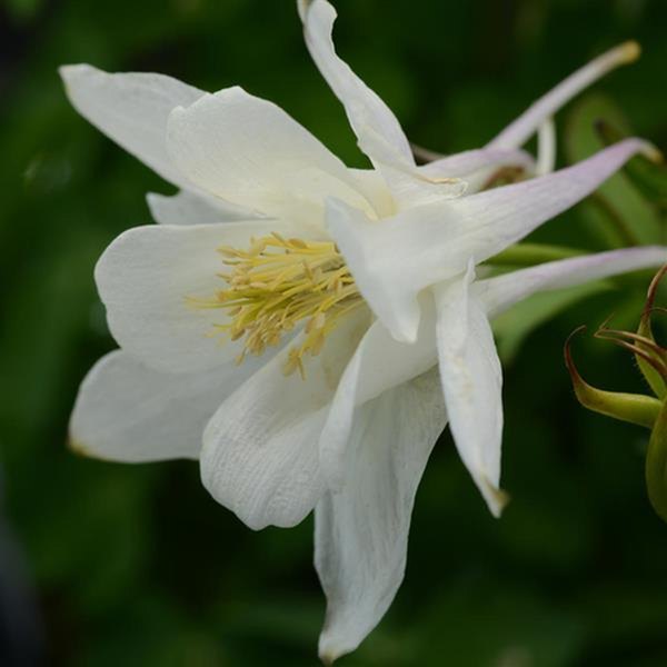 White Earlybird Aquilegia