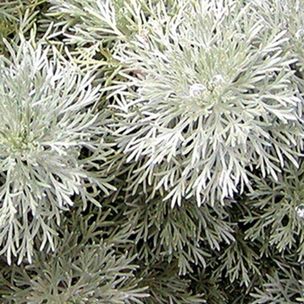 Silver Mound Artemisia