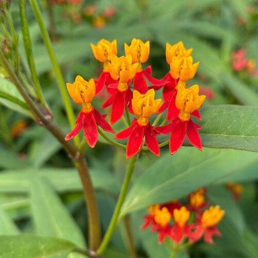 Asclepias (Milkweed)
