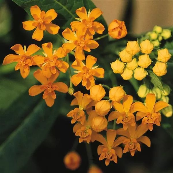 Silky Gold Milkweed Asclepias