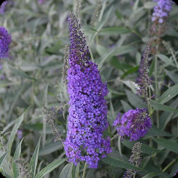Blue Knight Monarch Buddleia