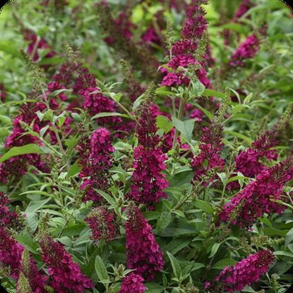 Buddleia: Chrysalis and Monarch