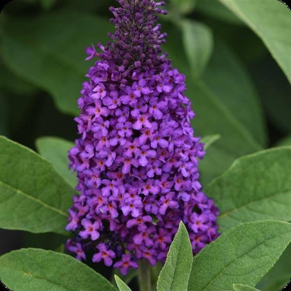 Purple Chrysalis Buddleia