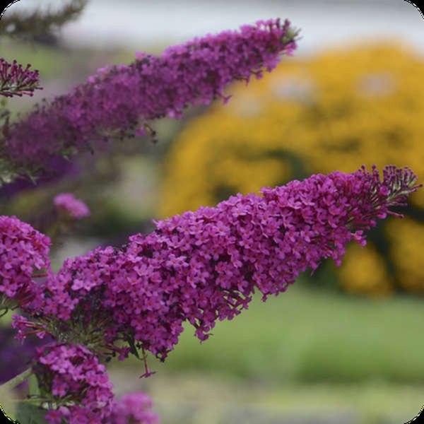 Queen of Hearts Monarch Buddleia
