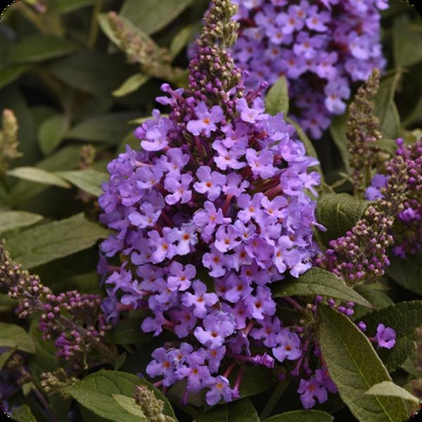Steel Blue Chrysalis Buddleia