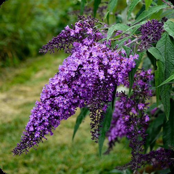 Buddleia: Chrysalis and Monarch