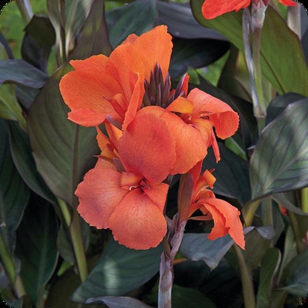 Cannova Canna