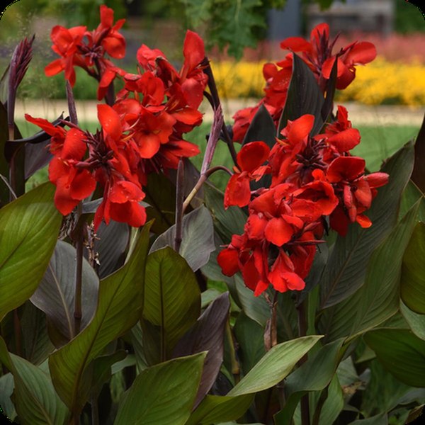 Bronze Scarlet Cannova Canna