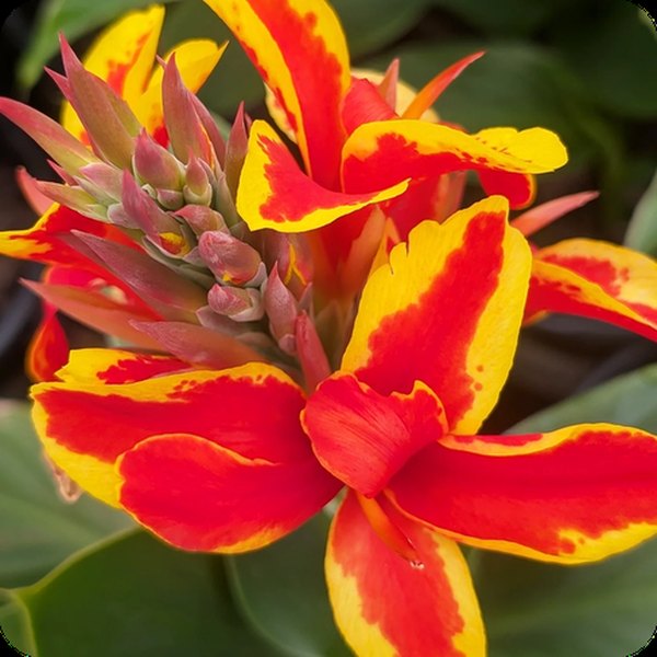 Red Golden Flame Cannova Canna