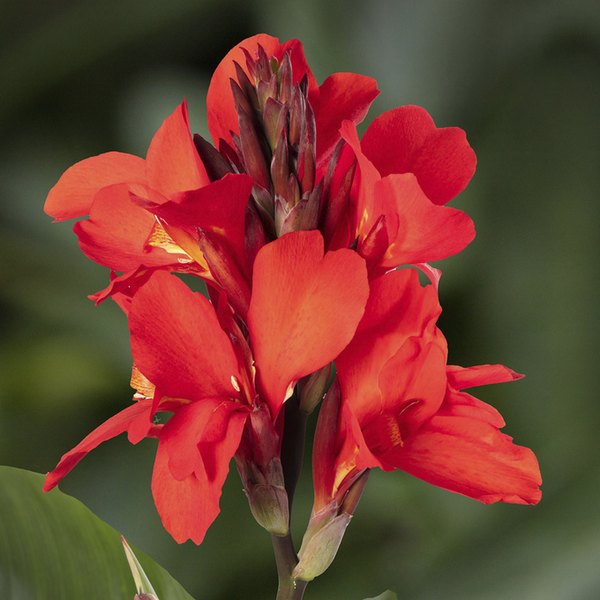 Scarlet Cannova Canna