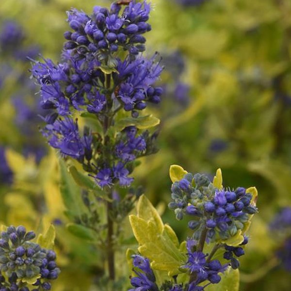 Caryopteris