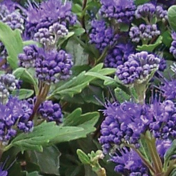 Grand Bleu Caryopteris