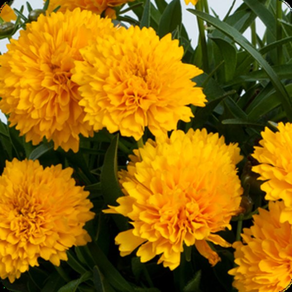 Golden Sphere Coreopsis