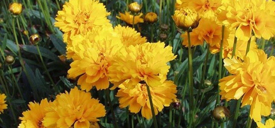 Coreopsis