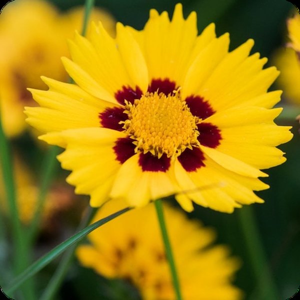 Sunfire Coreopsis