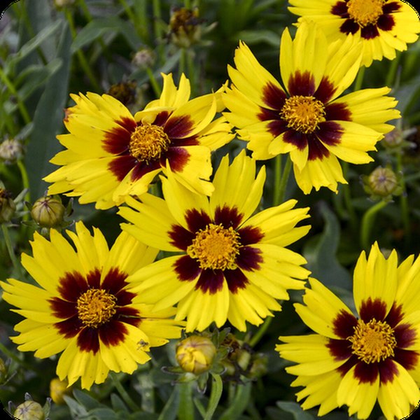 Sunkiss Coreopsis
