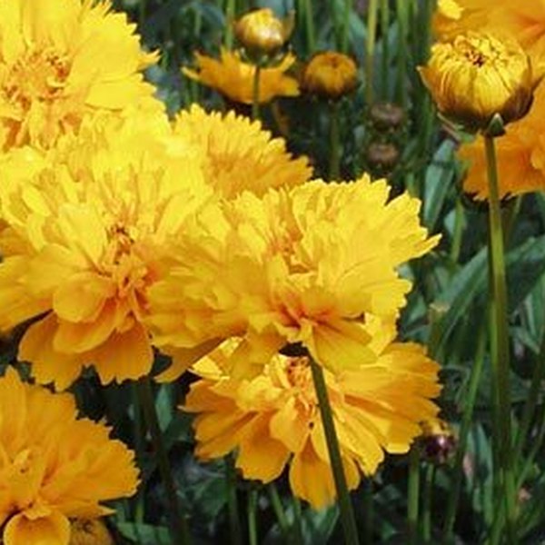 Sunrise Coreopsis
