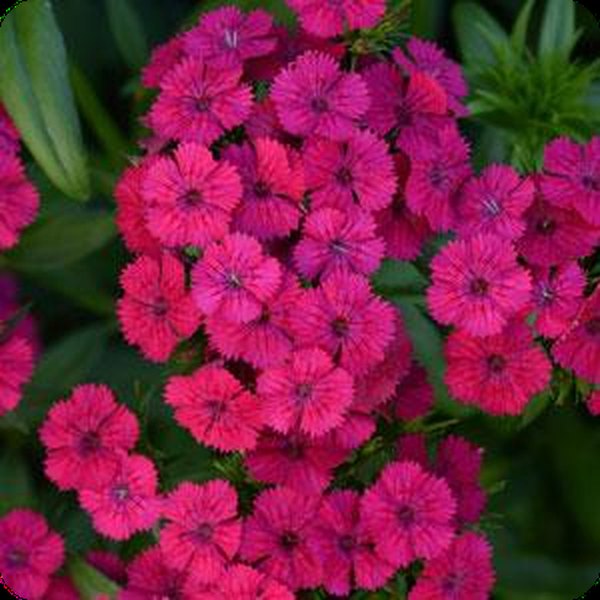 Dianthus and Digitalis