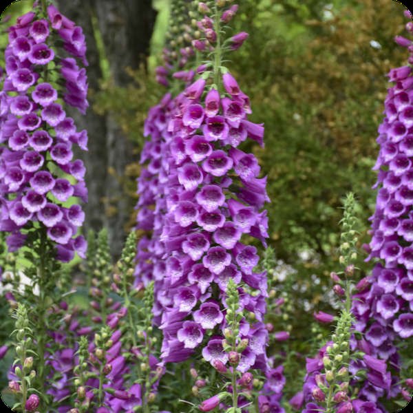 Purple Dalmatian Digitalis