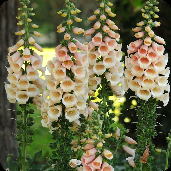 Peach Dalmatian Digitalis