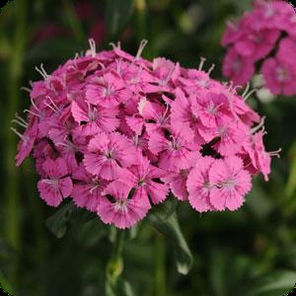 Dianthus and Digitalis