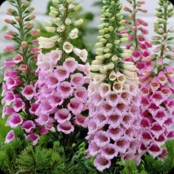 Rose Dalmatian Digitalis