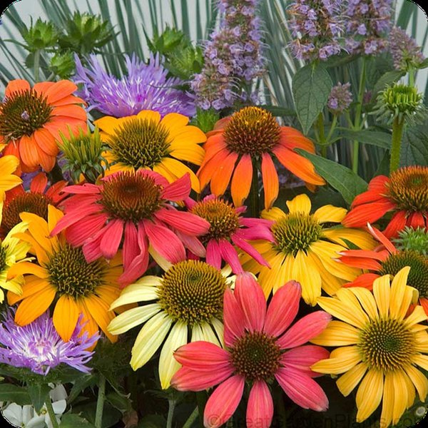 Echinacea: Artisan, Cheyenne Spirit, Feeling Pink, and Purpurea