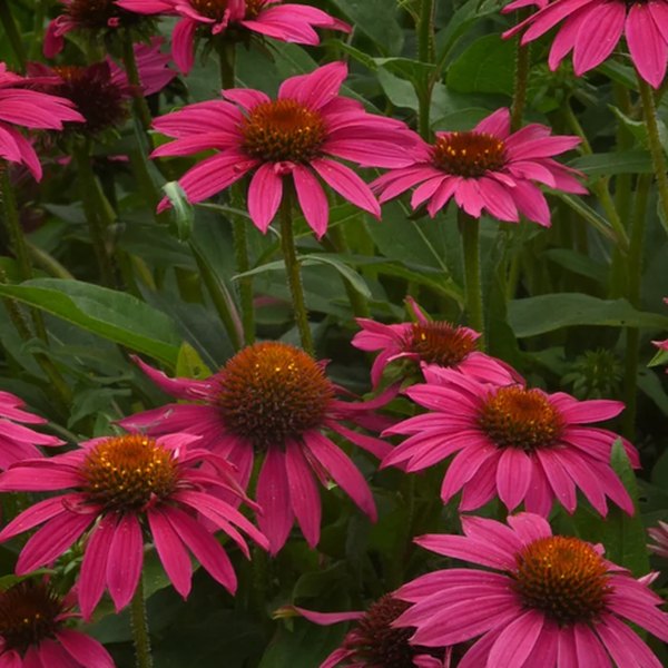 Rose Brilliant Artisan Echinacea