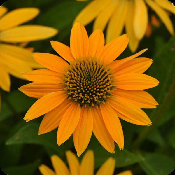 Yellow Ombre Artisan Echinacea