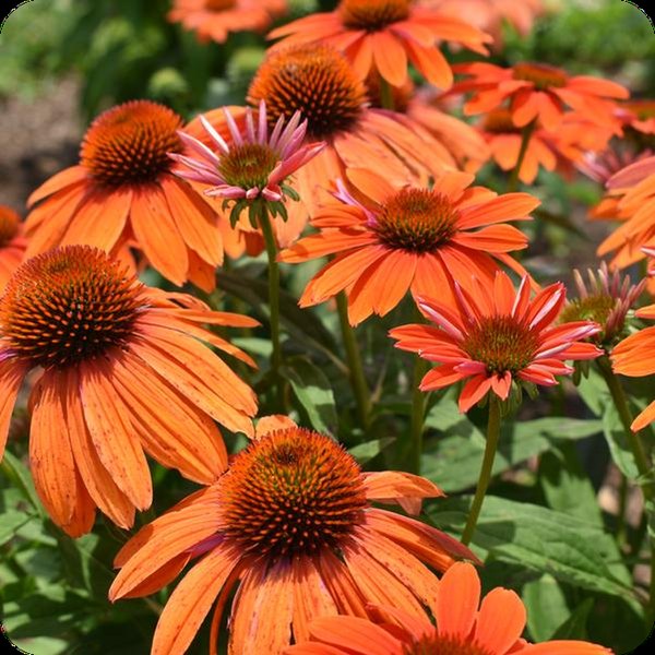 Orange Red PollyNation Echinacea