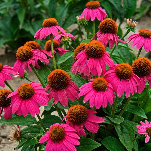 Echinacea: PollyNation and PowWow