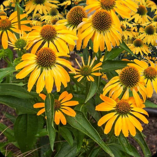 Yellow PollyNation Echinacea