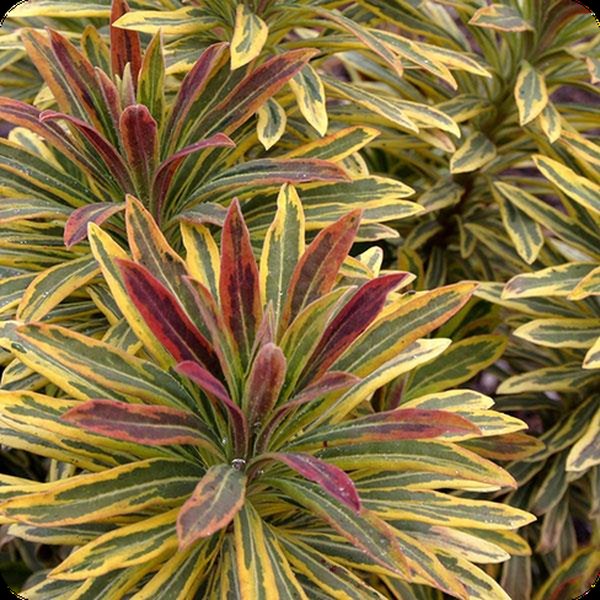 Ascot Rainbow Euphorbia