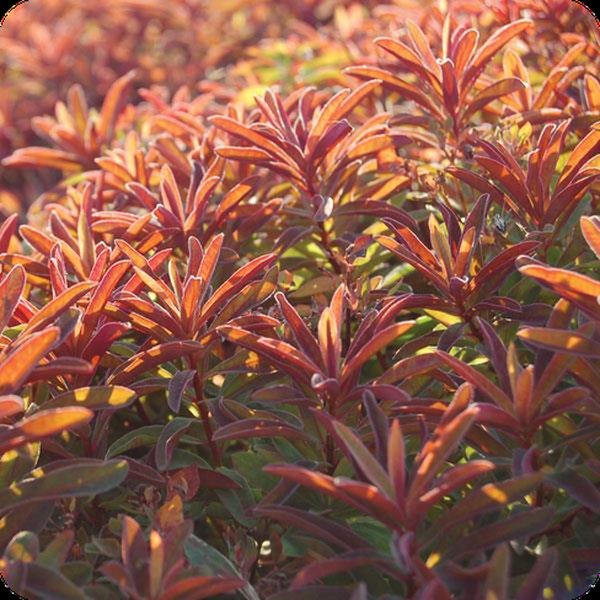 Bonfire Euphorbia